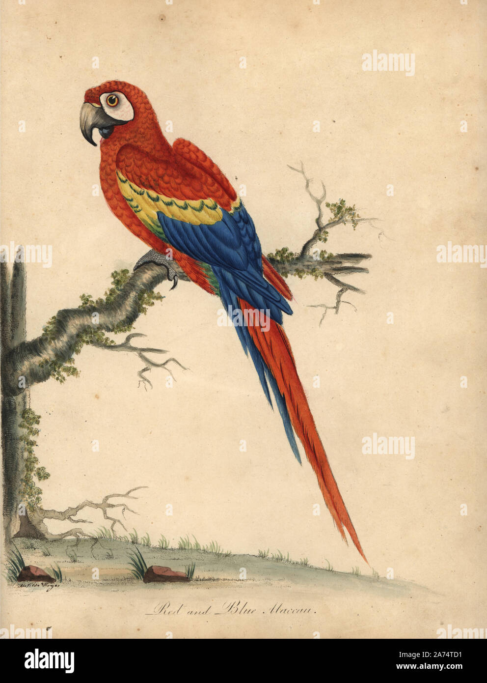Scarlet Macaw, Ara macao. (Rosso e blu, maccaw Psittacus macao) Handcolored incisione su rame di una illustrazione di William Hayes e sua figlia Matilde da William Hayes' ritratti di rari e curiosi uccelli dal Menagery di Osterly Park, Londra, Bulmer, 1794. Foto Stock