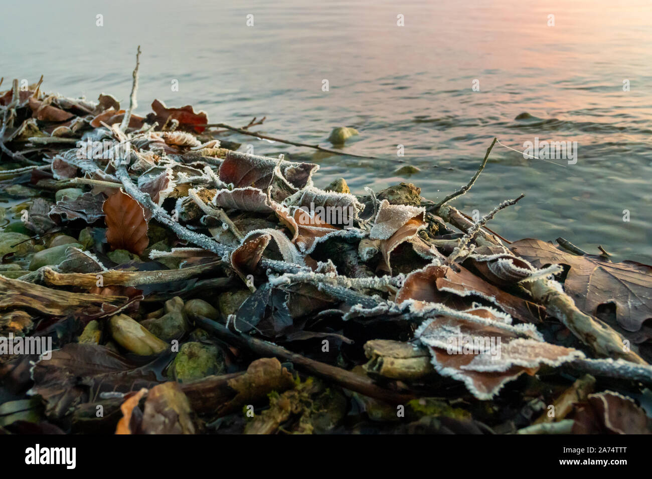 Foglie congelate su un lago durante il periodo invernale Foto Stock