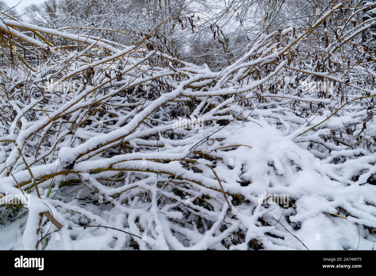 Un sacco di neve su alberi dopo un pesante blizzard in Germania durante il periodo invernale Foto Stock