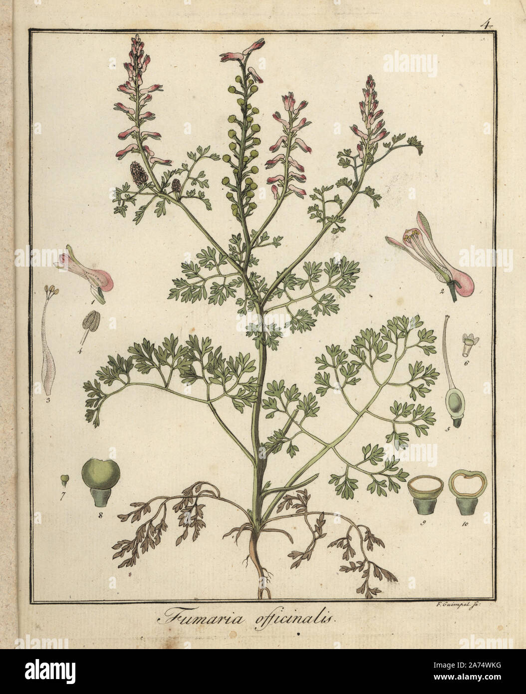 Comune, fumaria Fumaria officinalis. Handcolored incisione su rame di F. Guimpel dal Dr. Friedrich Gottlob Hayne Medical botanica, Berlino, 1822. Hayne (1763-1832) era un botanico tedesco, farmacista e Professore di botanica farmaceutica presso l'Università di Berlino. Foto Stock