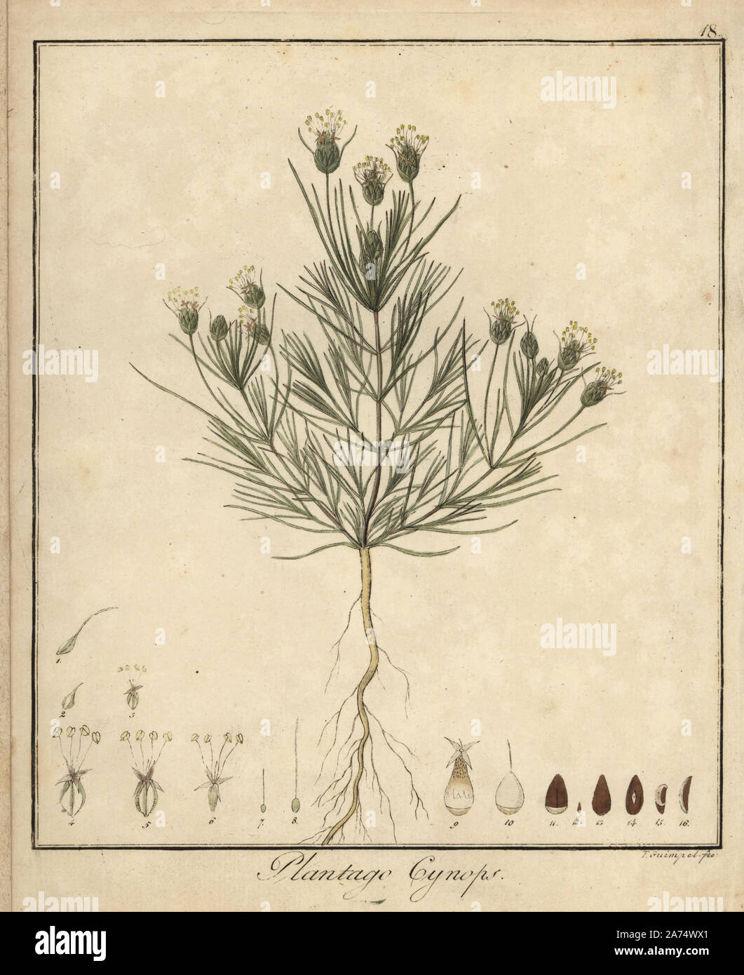 Nero psillio, planzago afra. Handcolored incisione su rame di F. Guimpel dal Dr. Friedrich Gottlob Hayne Medical botanica, Berlino, 1822. Hayne (1763-1832) era un botanico tedesco, farmacista e Professore di botanica farmaceutica presso l'Università di Berlino. Foto Stock