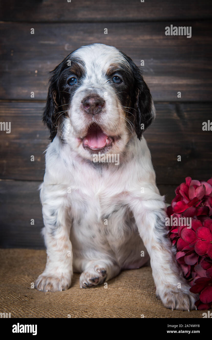 Carino Setter inglese cucciolo di cane ritratto in studio. Foto Stock