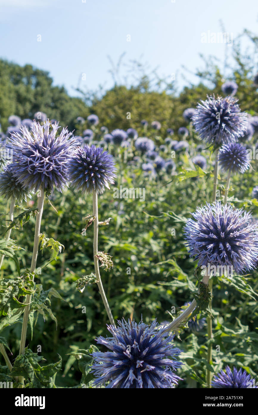 La piantagione di fiori selvaggi in un parco Accogliente impollinatori; Foto Stock