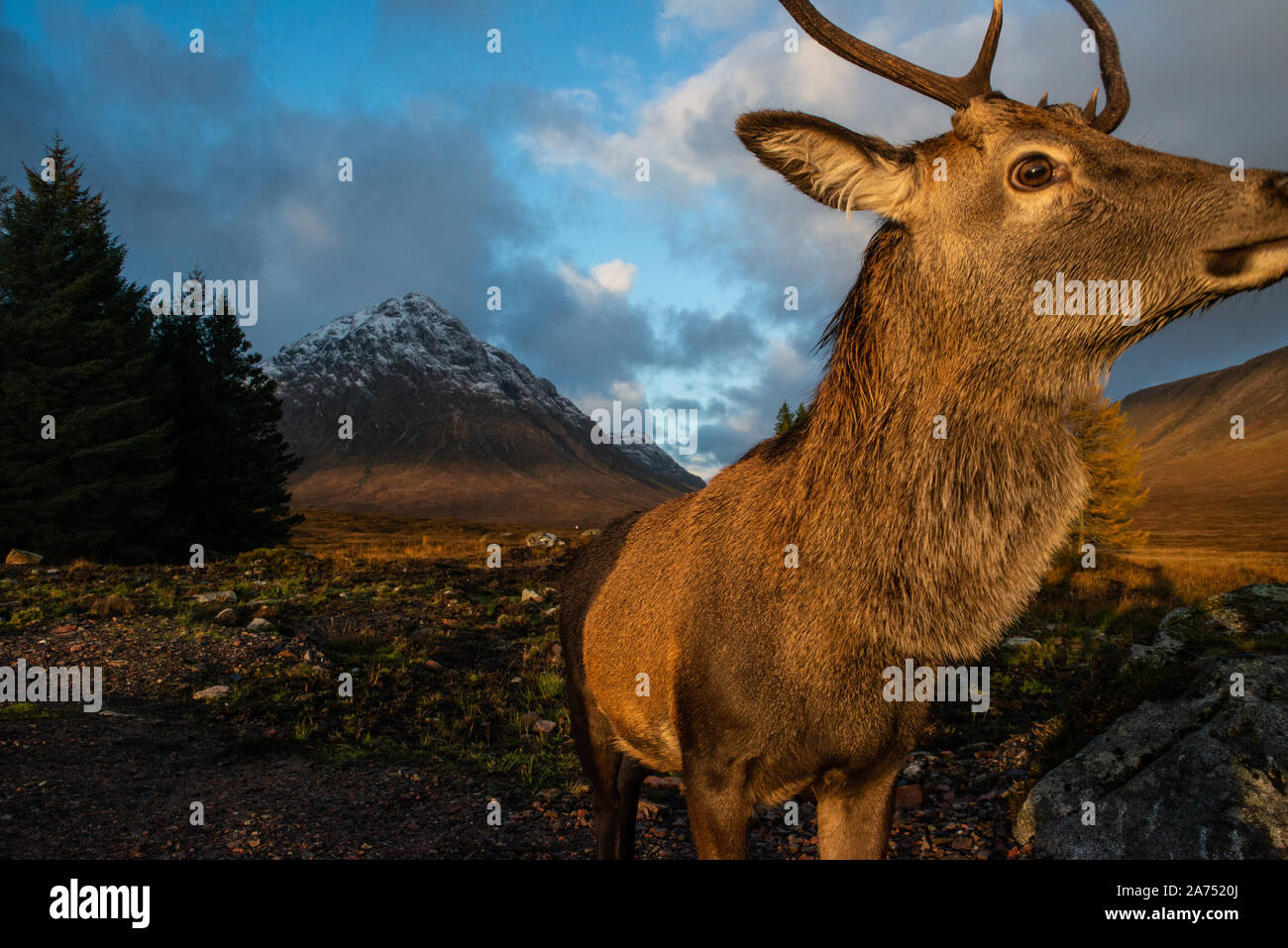 Red Deer Stag close up, Kingshouse hotel, Glencoe, Lochaber, highlands, Scotland, Regno Unito. Foto Stock