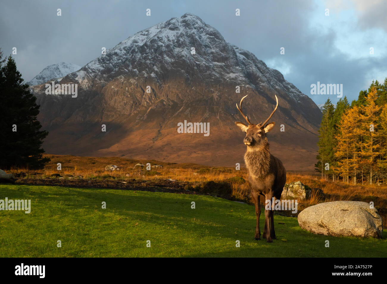 Red Stag Cervo, Glencoe, kingshouse, Lochaber, Highlands, Scotland, Regno Unito. Foto Stock