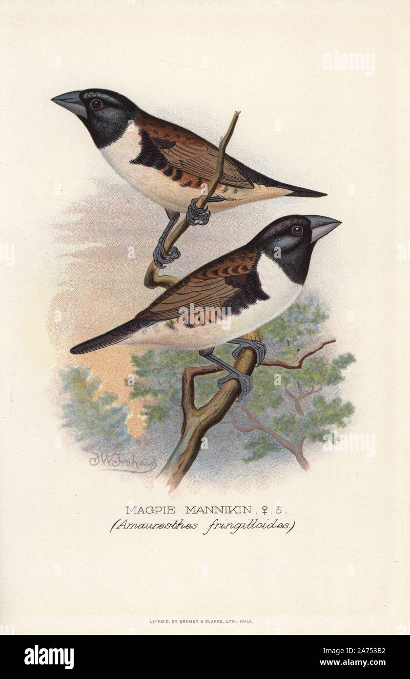 Gazza mannikin o gazza munia, Lonchura fringilloides. (Amauresthes fringilloides) Chromolithograph da Brumby e Clarke dopo un dipinto di Frederick William Frohawk da Arthur Gardiner Butler's 'Finches stranieri in cattività", Londra, 1899. Foto Stock