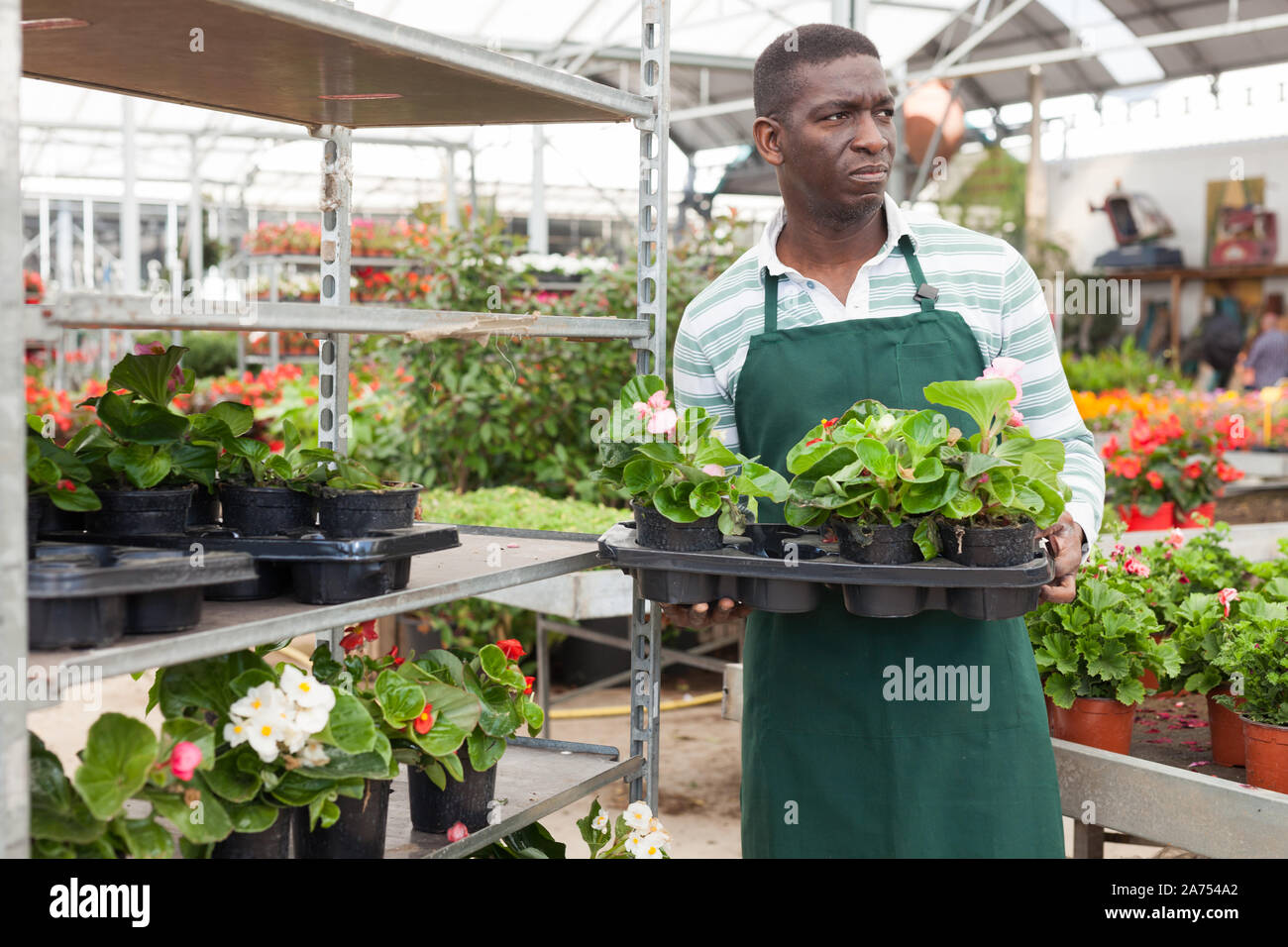 Focalizzato African American fioraio esaminando begonia piante mentre giardinaggio in serra Foto Stock