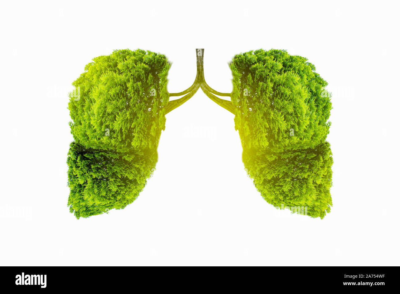 Polmone verde a forma di albero di immagini, concetti medici, autopsia, visualizzazione 3D e animali come un elemento Foto Stock