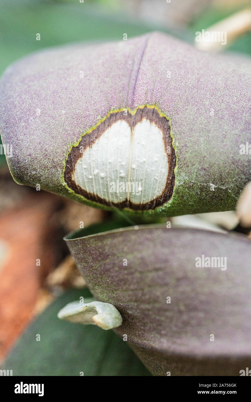 Le scottature solari su una Phalaenopsis Orchid leaf Foto Stock