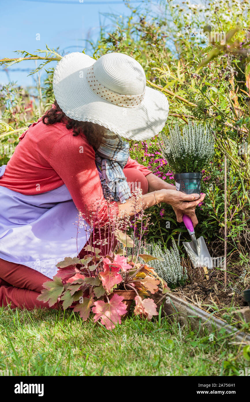 Piantagione di callune bianco in fiore in tarda estate. Donna di piantare un estate heather (Calluna vulgaris) 'Verenka'. Foto Stock