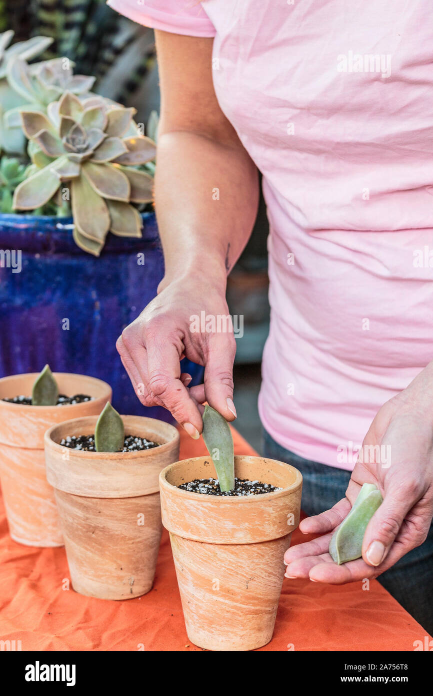 La donna il taglio di una pianta di porcellana (Graptopetalum paraguayense). Graptopetalum è facile da tagliare da rotture di foglie. Foto Stock