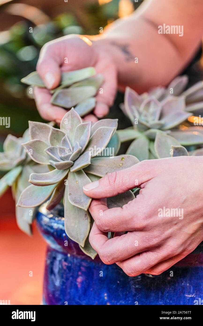 La donna il taglio di una pianta di porcellana (Graptopetalum paraguayense). Graptopetalum è facile da tagliare da rotture di foglie. Foto Stock