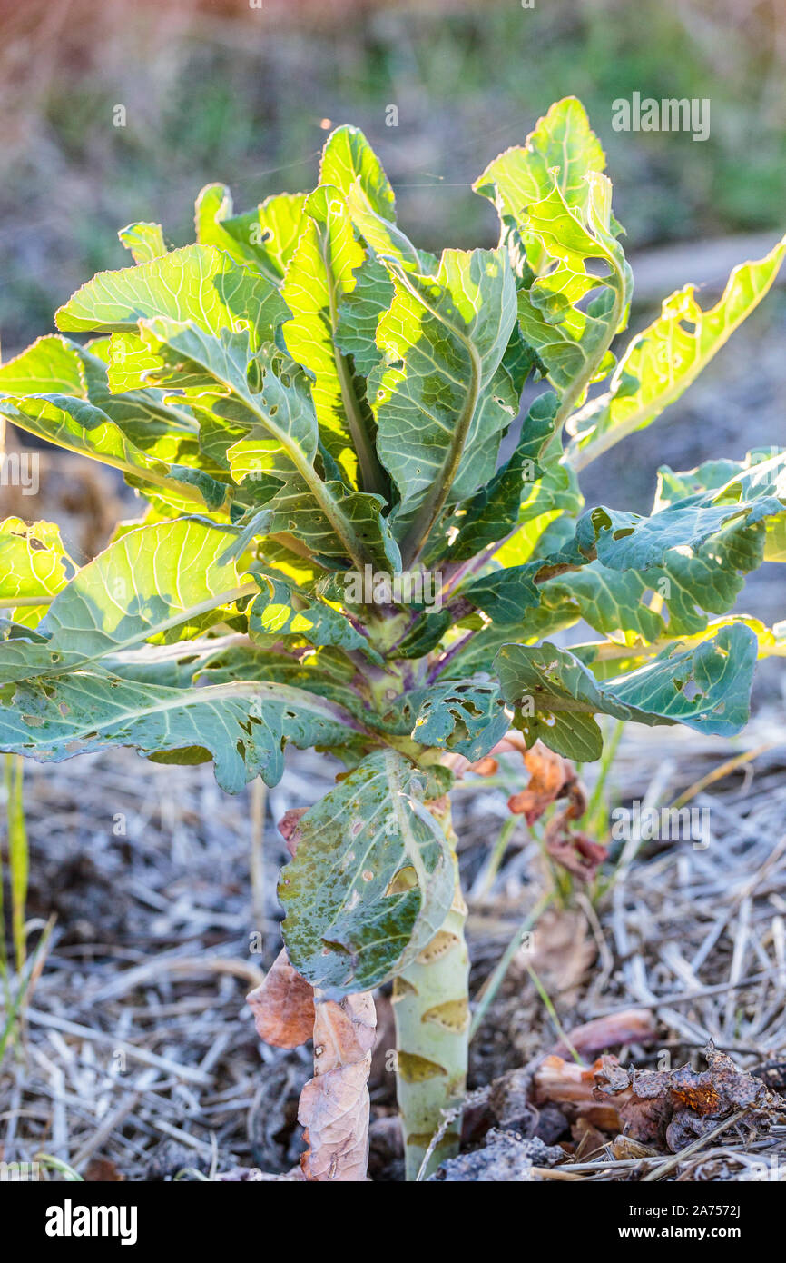 Di midollo osseo-stelo kale (Brassica oleracea medullosa) Questo cavolo è usato come un vegetale in Germania e nei paesi del sud dell'Europa, ma scansata nella fra Foto Stock
