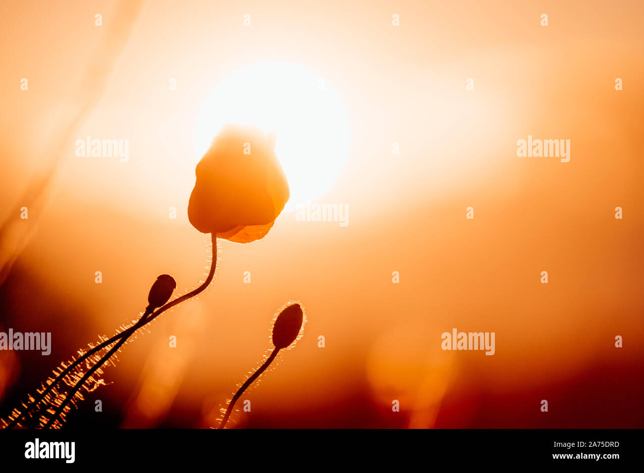 Rosso papavero fiorisce al sole della sera Foto Stock