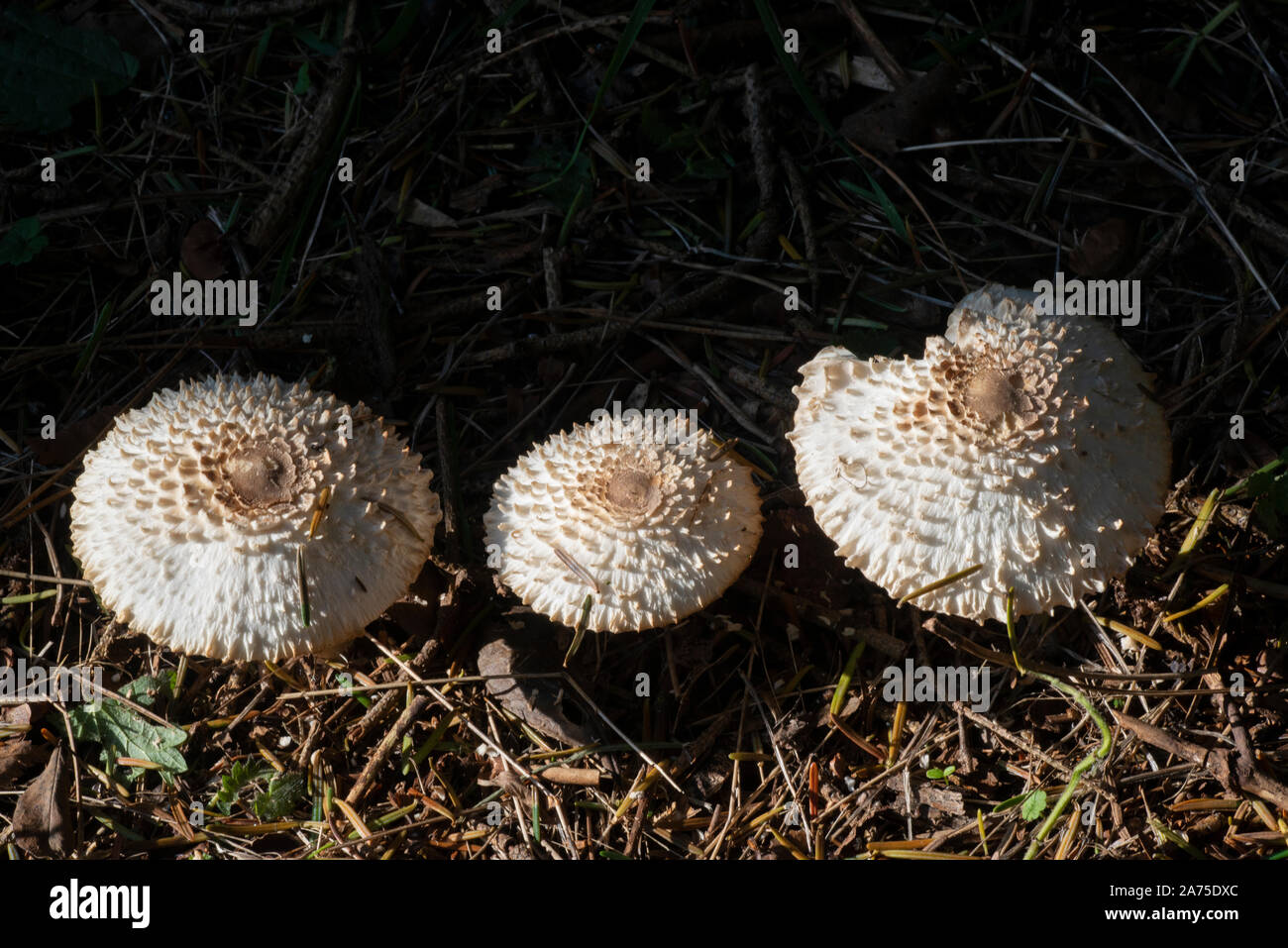 Shaggy Parasol funghi (Chlorophyllum (Macrolepiota rhacodes))) Foto Stock