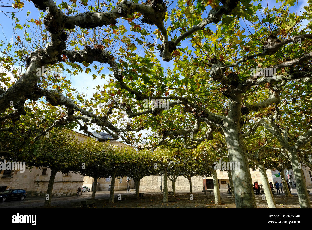 Platani innestati insieme per fornire ombra in estate. Plaza de Viriato, Zamora. Spagna Foto Stock