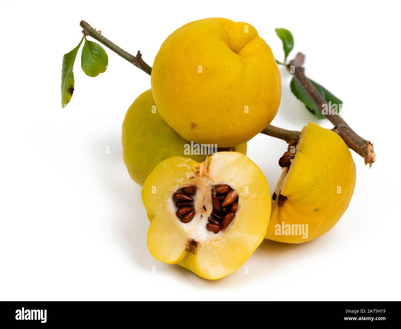 Karin, commestibili di frutta autunnale della hardy cotogna giapponese arbusto, Chaenomeles x superba 'cremisi e oro' isolato su bianco Foto Stock