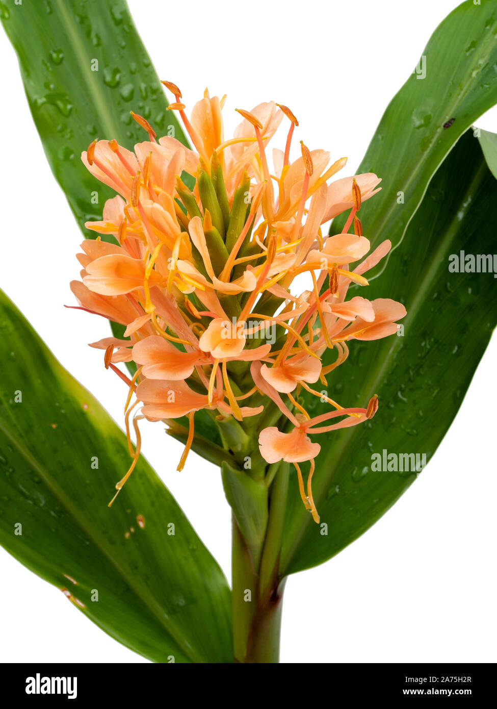 Testa di fiori e boccioli dell esotico, Hardy ginger lily, Hedychium 'Rosa ibrido' Foto Stock