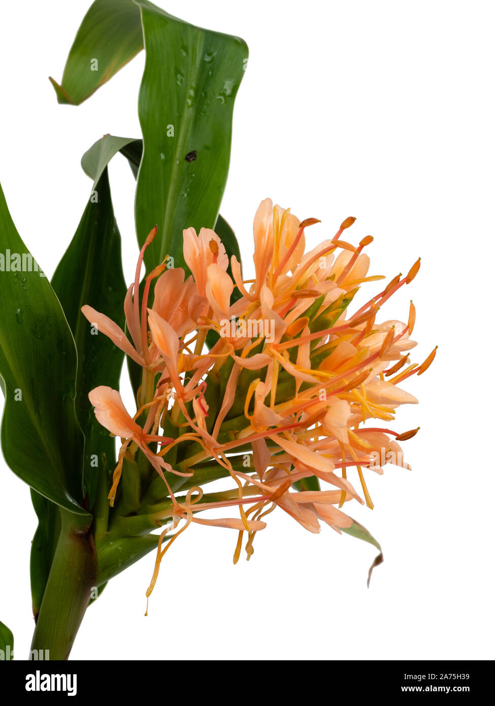 Testa di fiori e boccioli dell esotico, Hardy ginger lily, Hedychium 'Rosa ibrido' Foto Stock