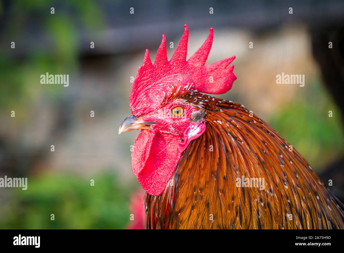 Pollo Proveis-Ultentaler rooster, una specie gravemente minacciate di razza di pollo da Alto Adige Foto Stock