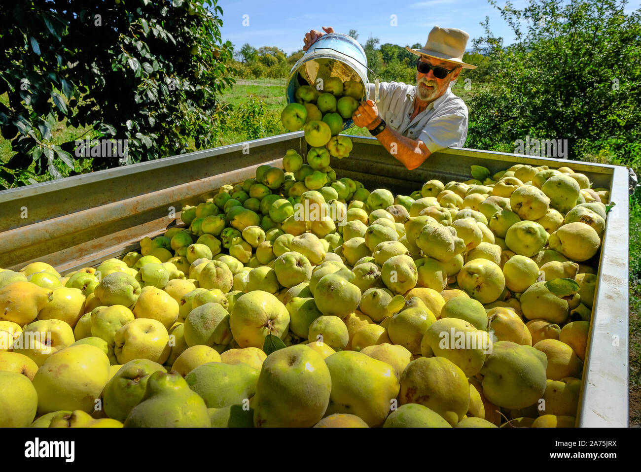 Caricamento di raccolte le mele cotogne frutti in un rimorchio per prendere il locale di co-op per essere pesato, Carcabuey, Sierra Subbetica, Andalusia, Spagna Foto Stock