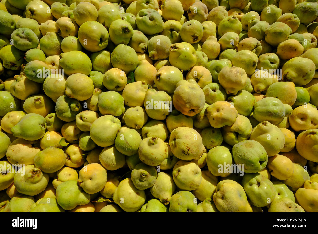 Raccolte le mele cotogne frutti in ottobre, Carcabuey, in provincia di Cordoba, Andalusia, Spagna Foto Stock