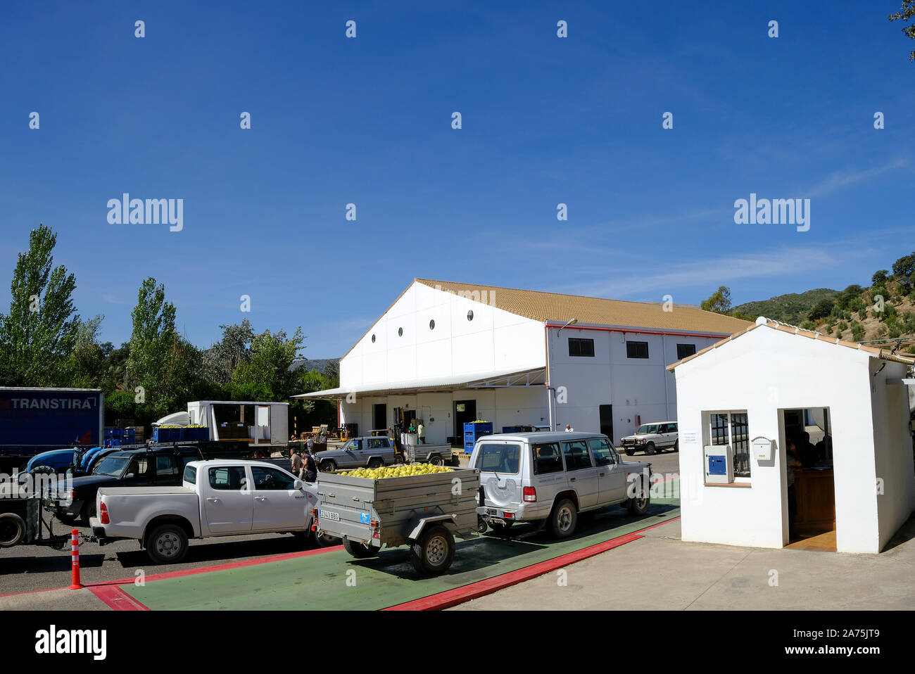 Raccolte le mele cotogne frutti presso la cooperativa locale stazione di pesatura vicino Carcabuey, in provincia di Cordoba, Andalusia, Spagna Foto Stock