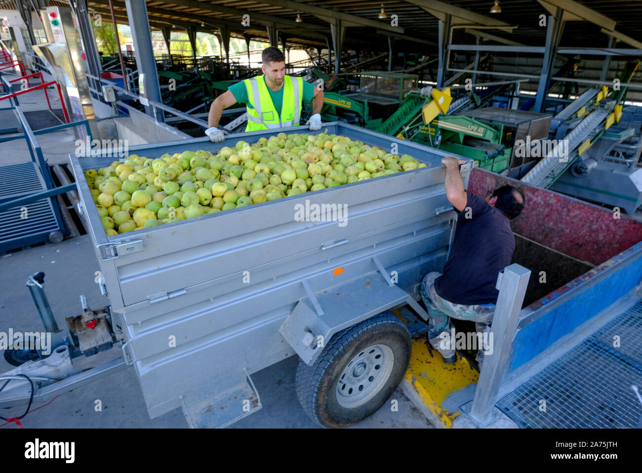 Raccolte le mele cotogne frutti viene caricata in una tramoggia a co-operativa vicino Carcabuey, in provincia di Cordoba, Andalusia, Spagna Foto Stock