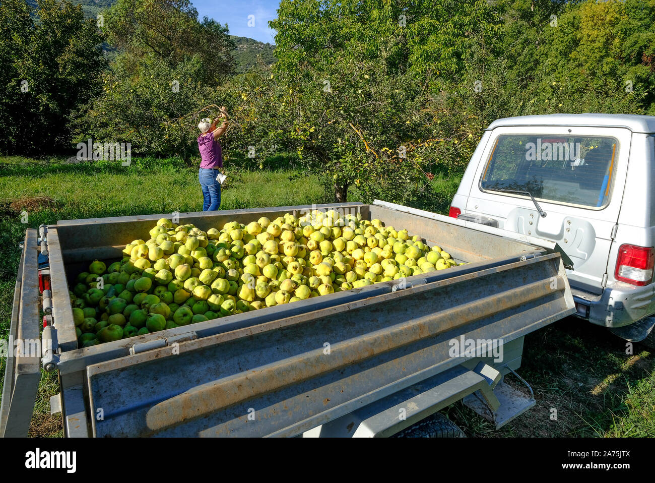 La raccolta di mele cotogne frutti in un frutteto vicino Carcabuey, Sierra Subbetica, in provincia di Cordoba, Andalusia, Spagna Foto Stock