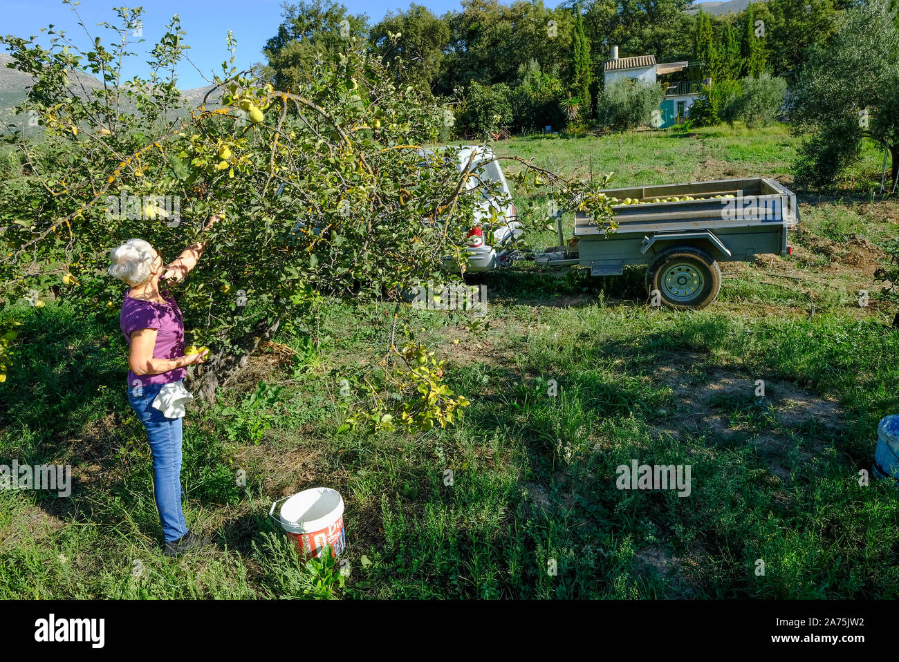 La raccolta di mele cotogne frutti in un frutteto vicino Carcabuey, Sierra Subbetica, in provincia di Cordoba, Andalusia, Spagna Foto Stock