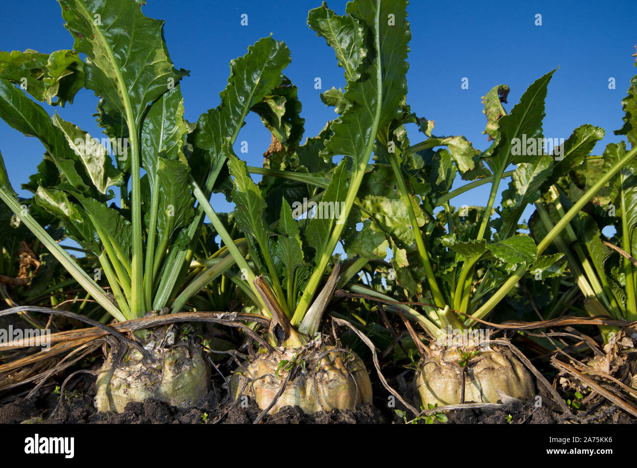 Close-up di barbabietole da zucchero, che cresce su un campo sotto un cielo blu Foto Stock