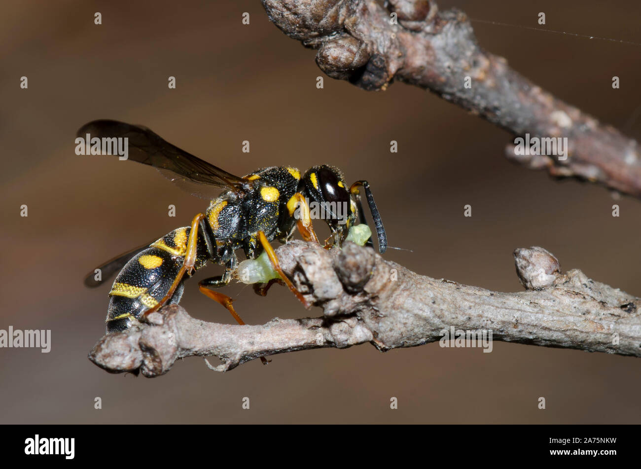 Potter Wasp, sottofamiglia Eumeninae, con la preda Foto Stock