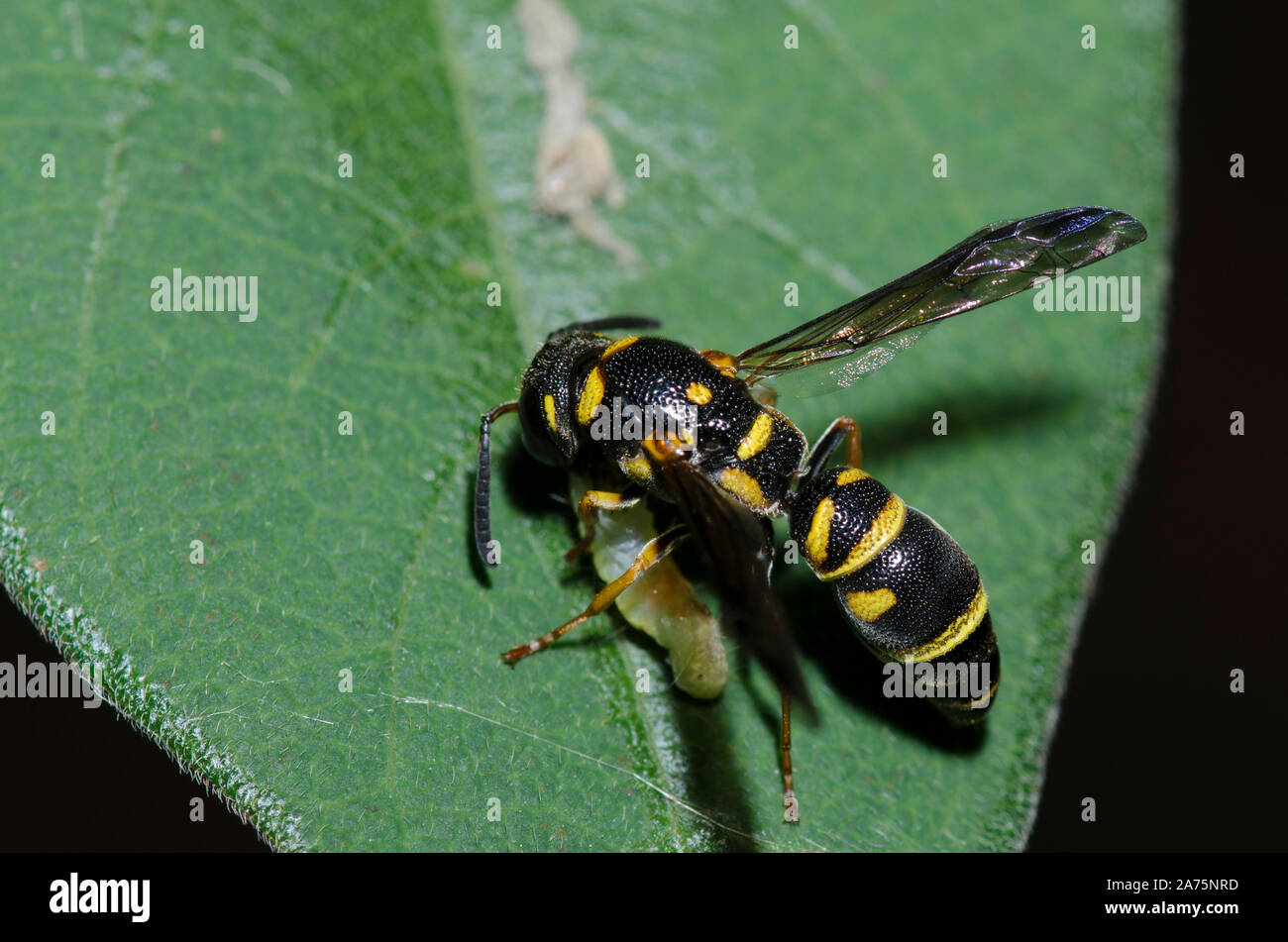 Potter Wasp, sottofamiglia Eumeninae, con la preda Foto Stock