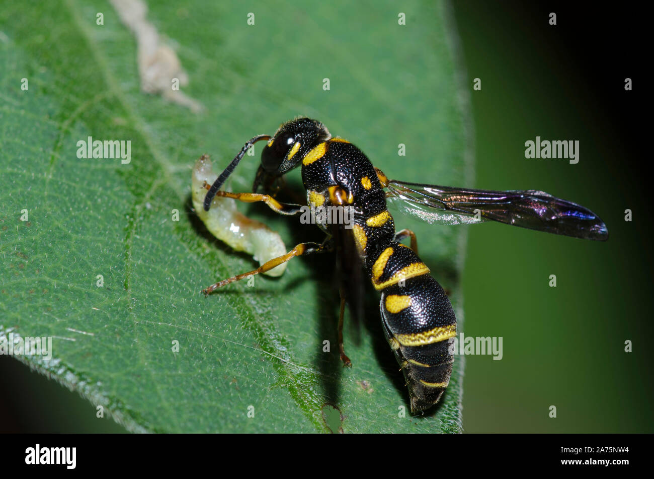 Potter Wasp, sottofamiglia Eumeninae, con la preda Foto Stock