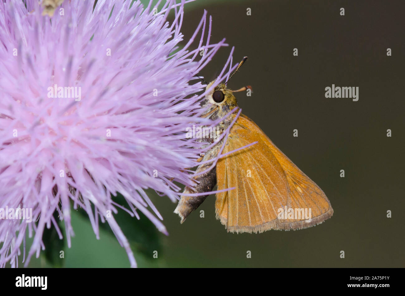 Dion Skipper, Euphyes dion, nectaring su thistle, Cirsium sp. Foto Stock