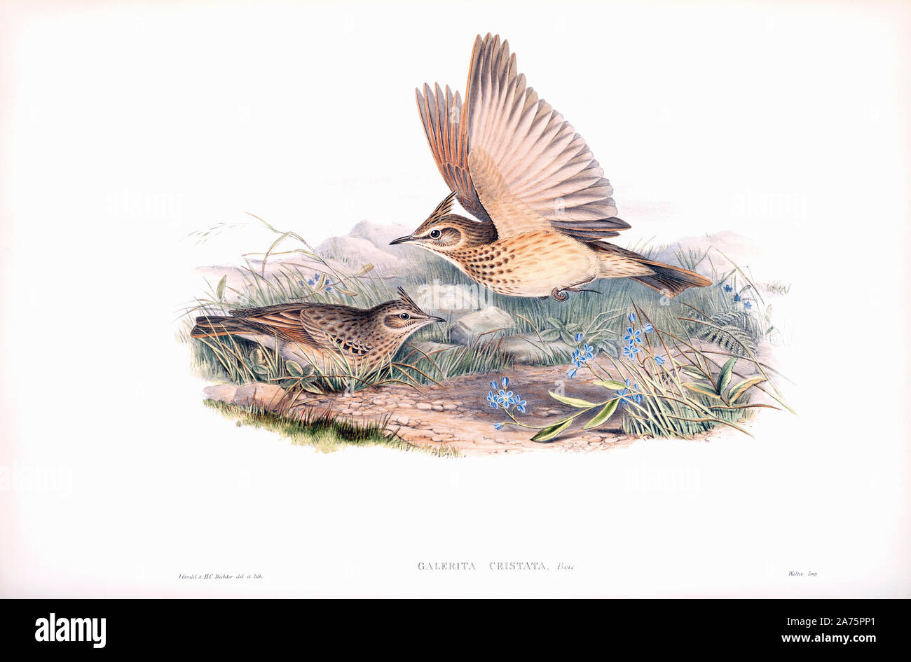 Crested lark. Galerida cristata. Dopo un lavoro di inglese ornitholgist e bird artista John Gould, 1804 - 1881. Dal suo libro Gli uccelli di Gran Bretagna, pubblicato 1873. Foto Stock