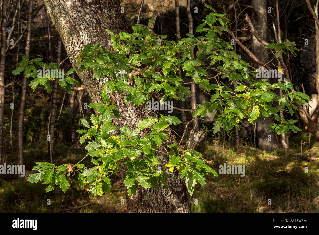 Un cluster di foglie di quercia sull'albero. Foto Stock