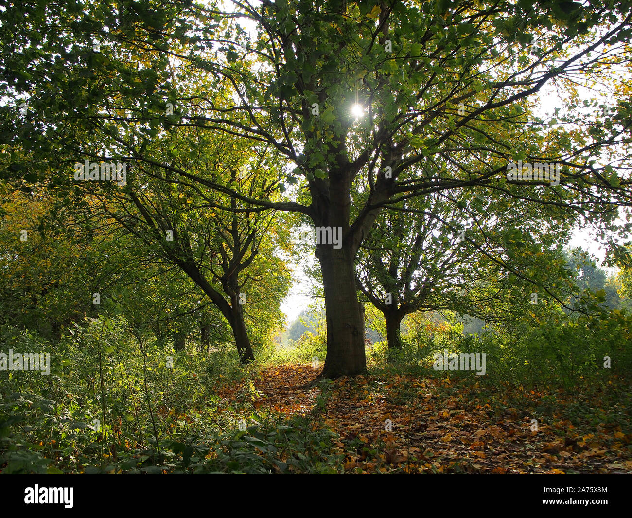 Sole che splende attraverso gli alberi nei boschi intorno a Delapre Abbey, Northampton, autunno, REGNO UNITO Foto Stock