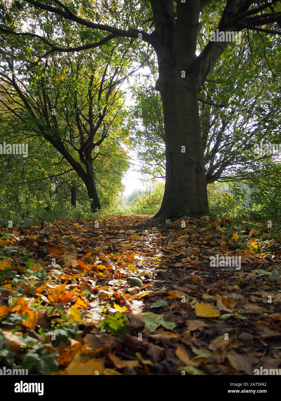 Sole che splende attraverso gli alberi nei boschi intorno a Delapre Abbey, Northampton, autunno, REGNO UNITO Foto Stock