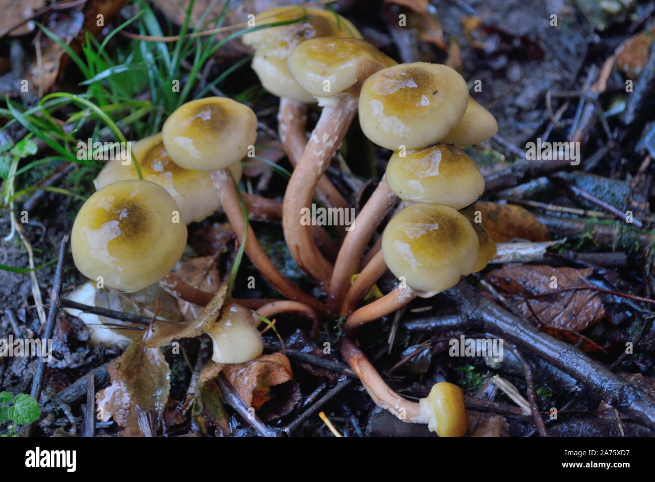Il miele funghi che crescono dopo la pioggia in autunno Foto Stock