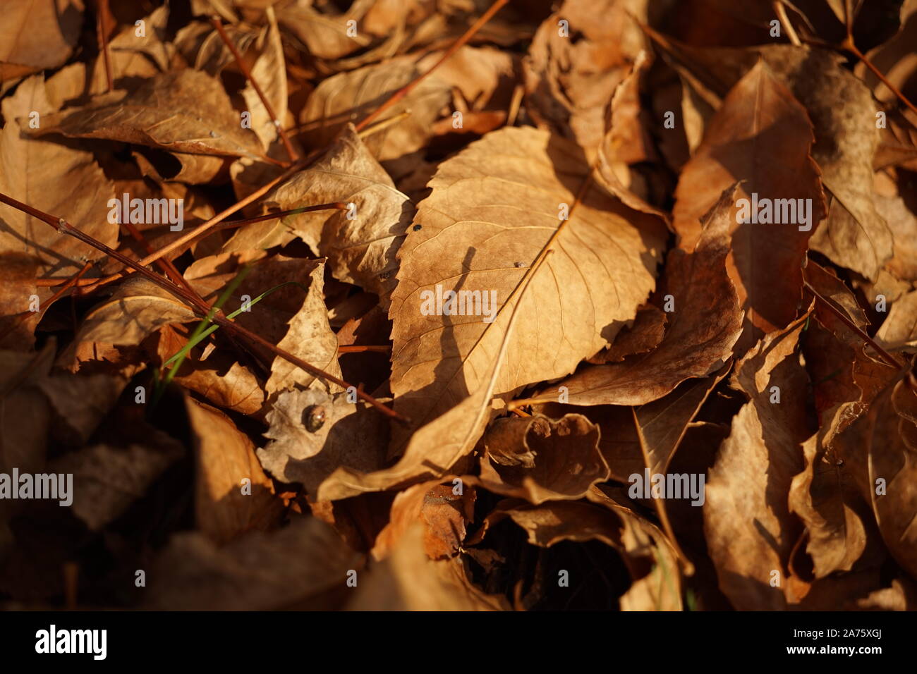 Backround di marrone e secca caduto foglie di autunno. Foto Stock