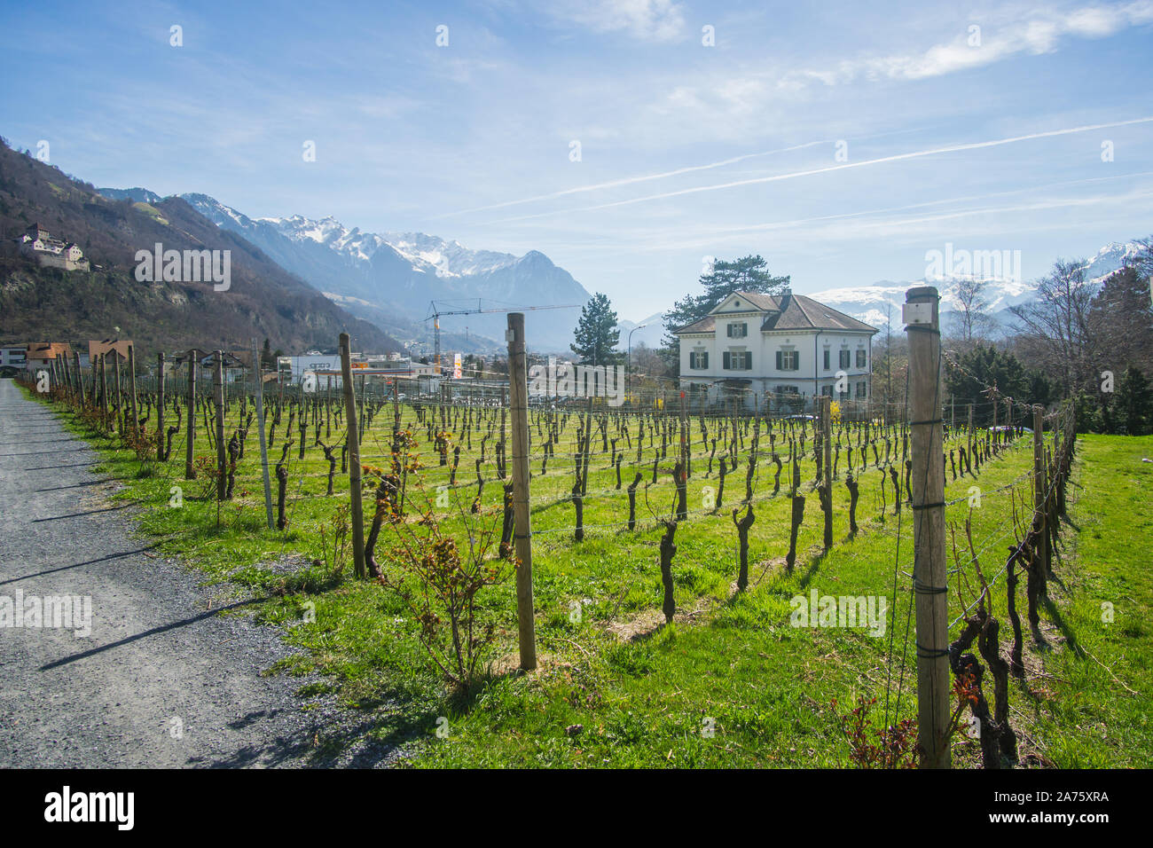 I bellissimi vigneti al di fuori delle cantine del Principe del Liechtenstein cantina in Liechtenstein. Foto Stock