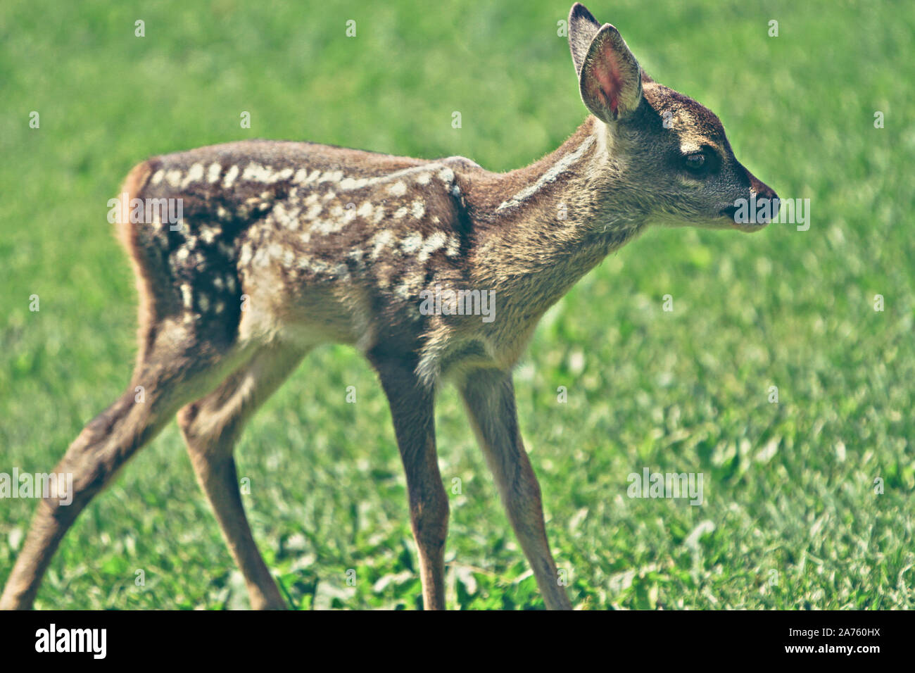 Carino giovane selvatica caprioli Foto Stock