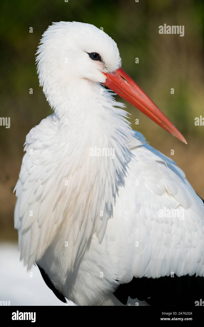 Ciconia ciconia,Weissstorch,Cicogna bianca Foto Stock