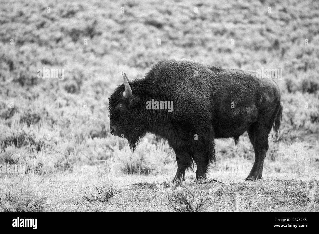 Bisonti americani in bianco e nero con grana di pellicola Foto Stock