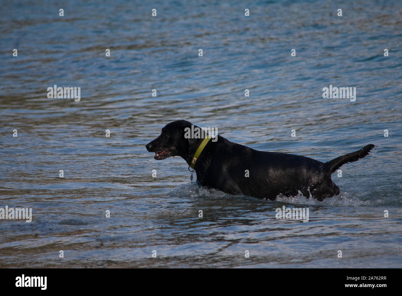 Il Labrador nero in spiaggia Foto Stock