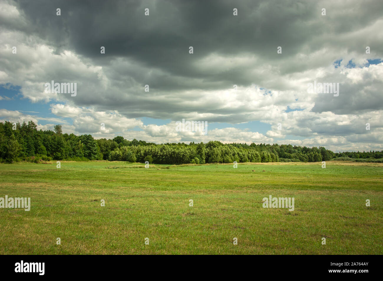 Verde prato, foresta e grigio nuvole nel cielo Foto Stock