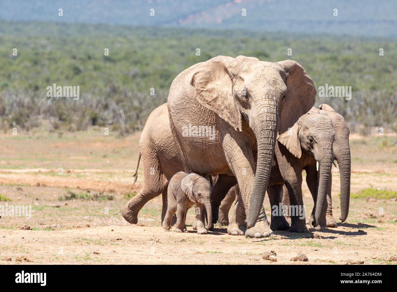 L'elefante africano (Loxodonta africana) con matriach (madre e bambino con tre ragazzi, Addo Elephant National Park, Capo orientale, Sud Africa Foto Stock