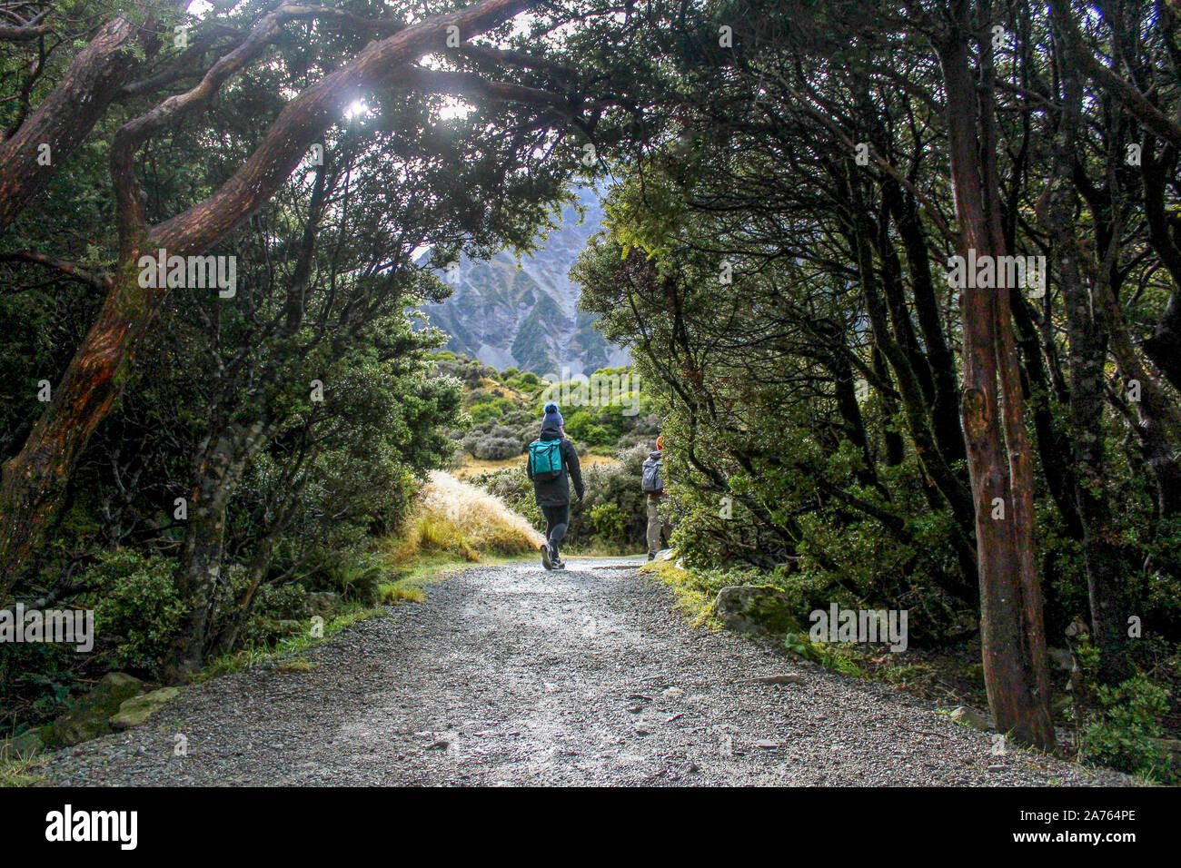 Donna escursionismo attraverso il verde scuro di alberi in Nuova Zelanda. Foto Stock