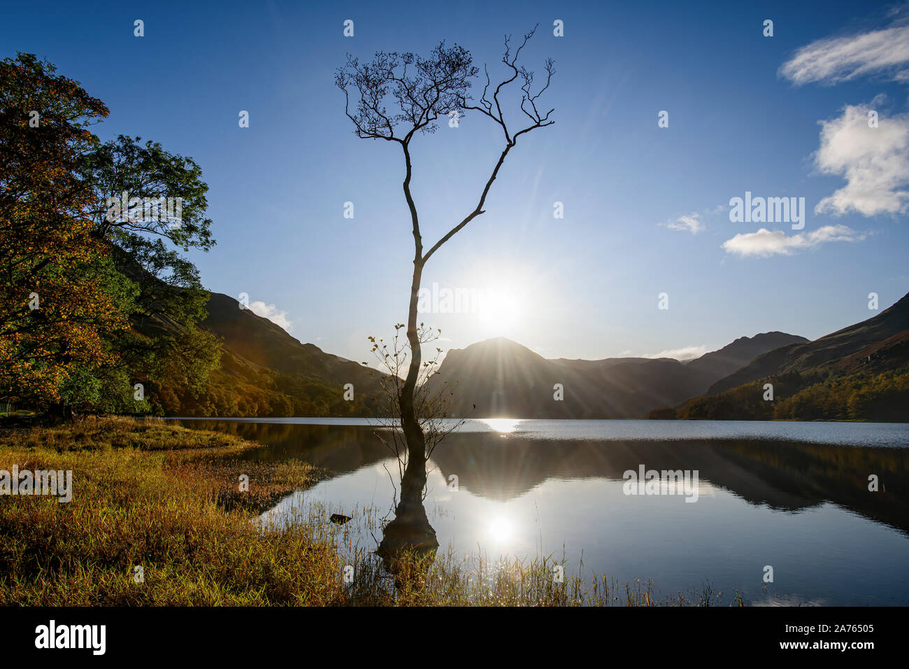 Un Lone Tree sulla riva del Buttermere stagliano contro il cielo in autunno Foto Stock